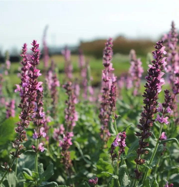 Salvia nemorosa ‘Rose Queen’ in p9 pot, Volle zon, Vaste plant, Zomer, Ophalen