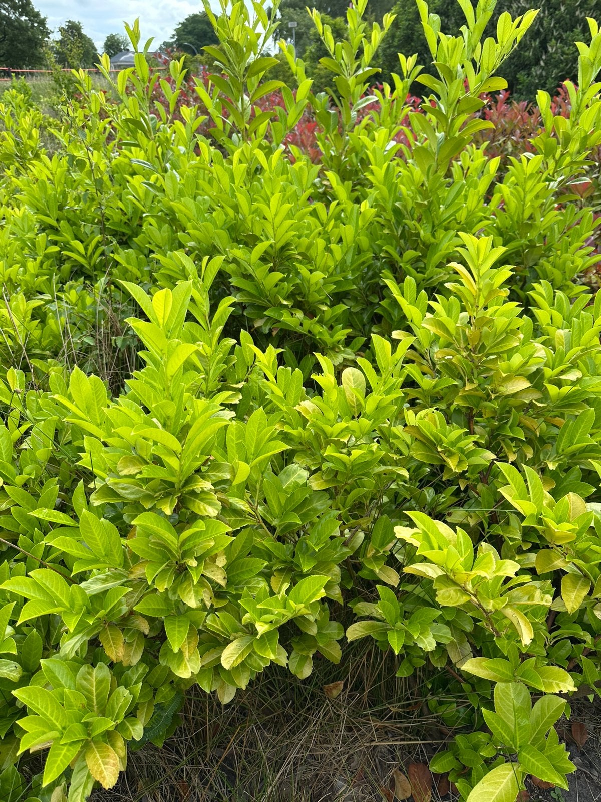 Laurier rotundifolia 80-120 cm hoog, Tuin en Terras, Planten | Struiken en Hagen, Ophalen, Laurier, Struik, 100 tot 250 cm