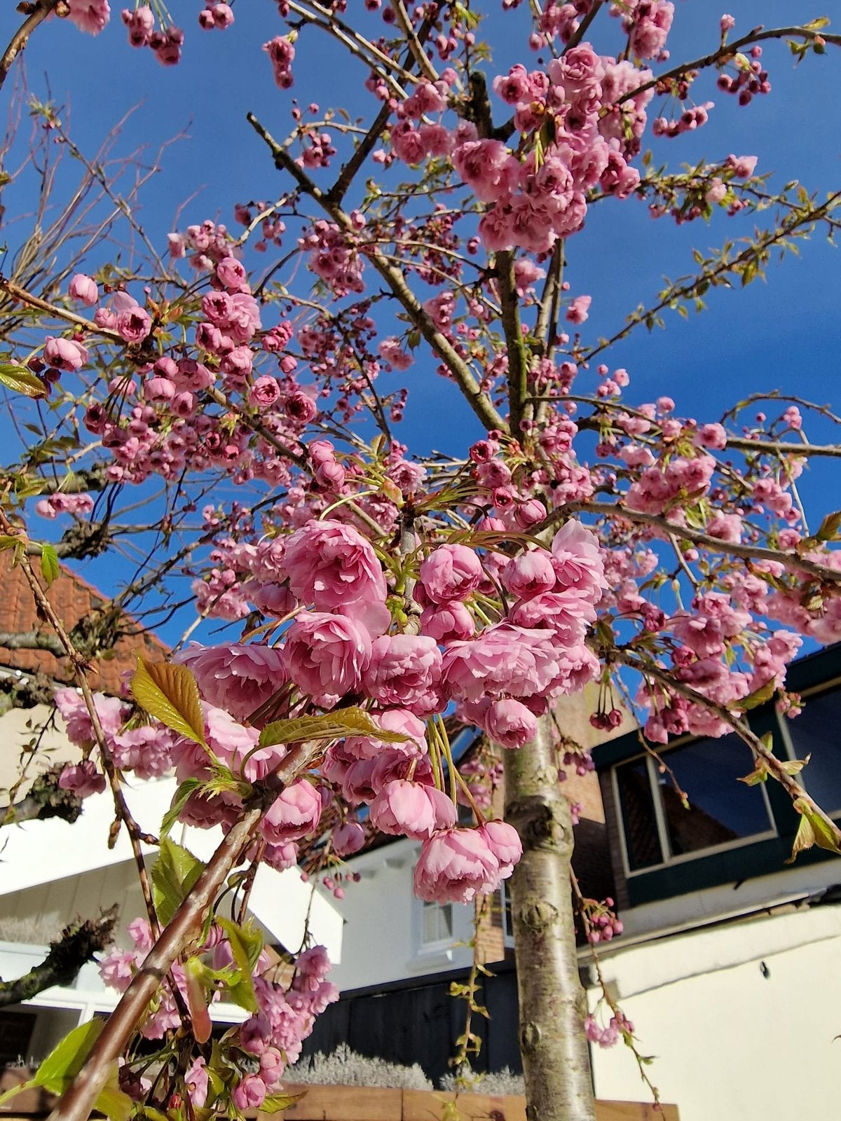 Japanse Zakura, Tuin en Terras, Planten | Bomen, Ophalen, Bloeit niet, Halfschaduw, Overige soorten