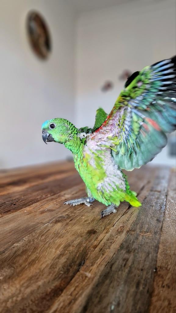 Prachtige jonge Blauwvoorhoofd Amazone papegaaien handtam!, Dieren en Toebehoren, Vogels | Parkieten en Papegaaien, Meerdere dieren