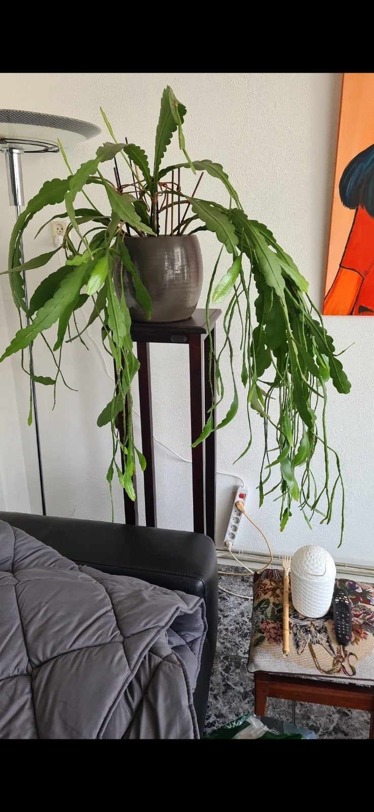 Grote Epiphyllum Anguliger (Zaagcactus) in pot, Huis en Inrichting, Kamerplanten, Ophalen of Verzenden