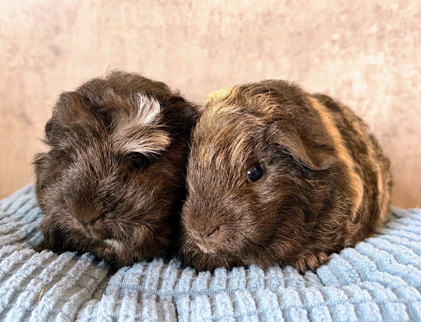 2 CH Teddy Beertjes  van 6 weken oud., Cavia, Mannelijk, Mei, Tam