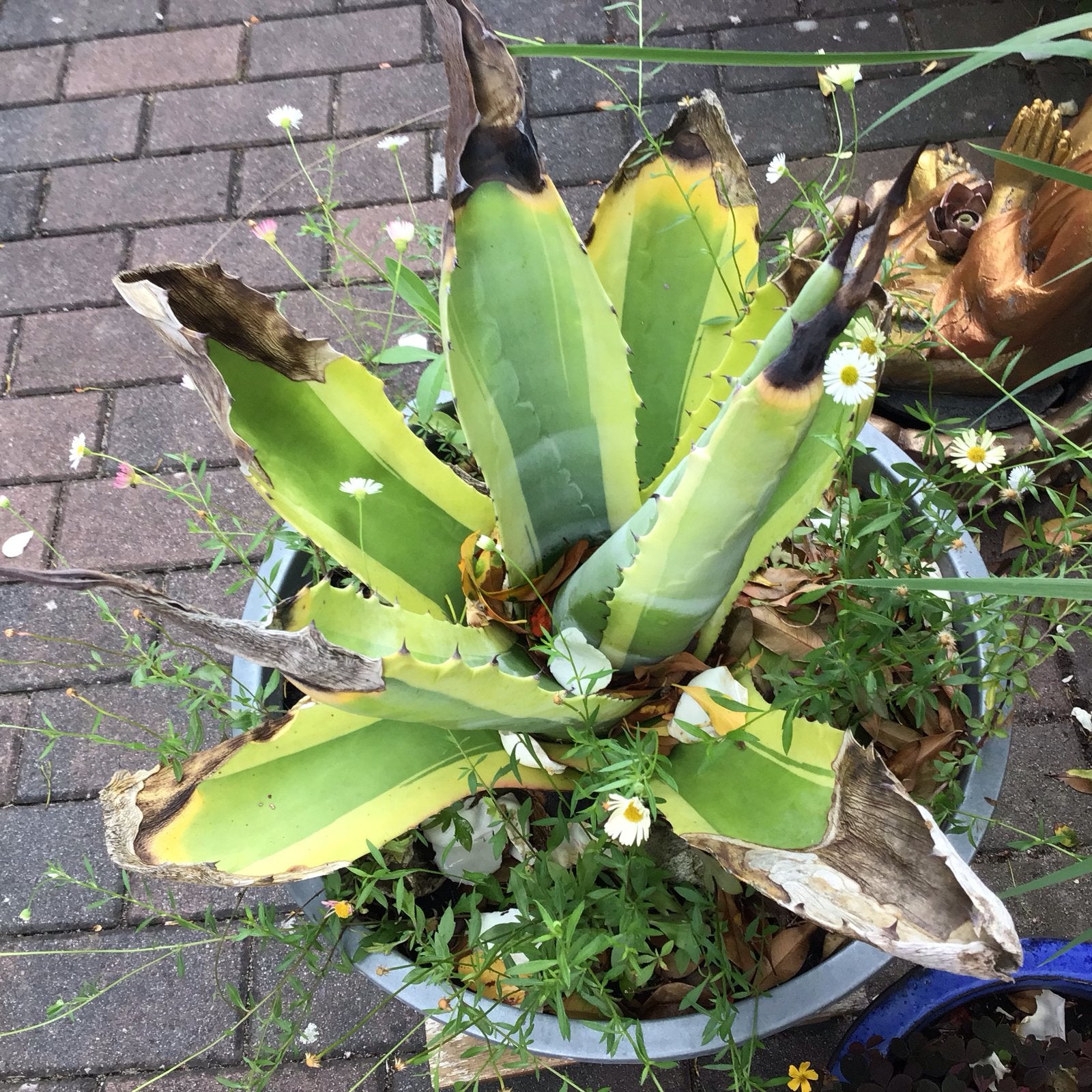 Agave plant in zilverkleurige bloempot, Ophalen