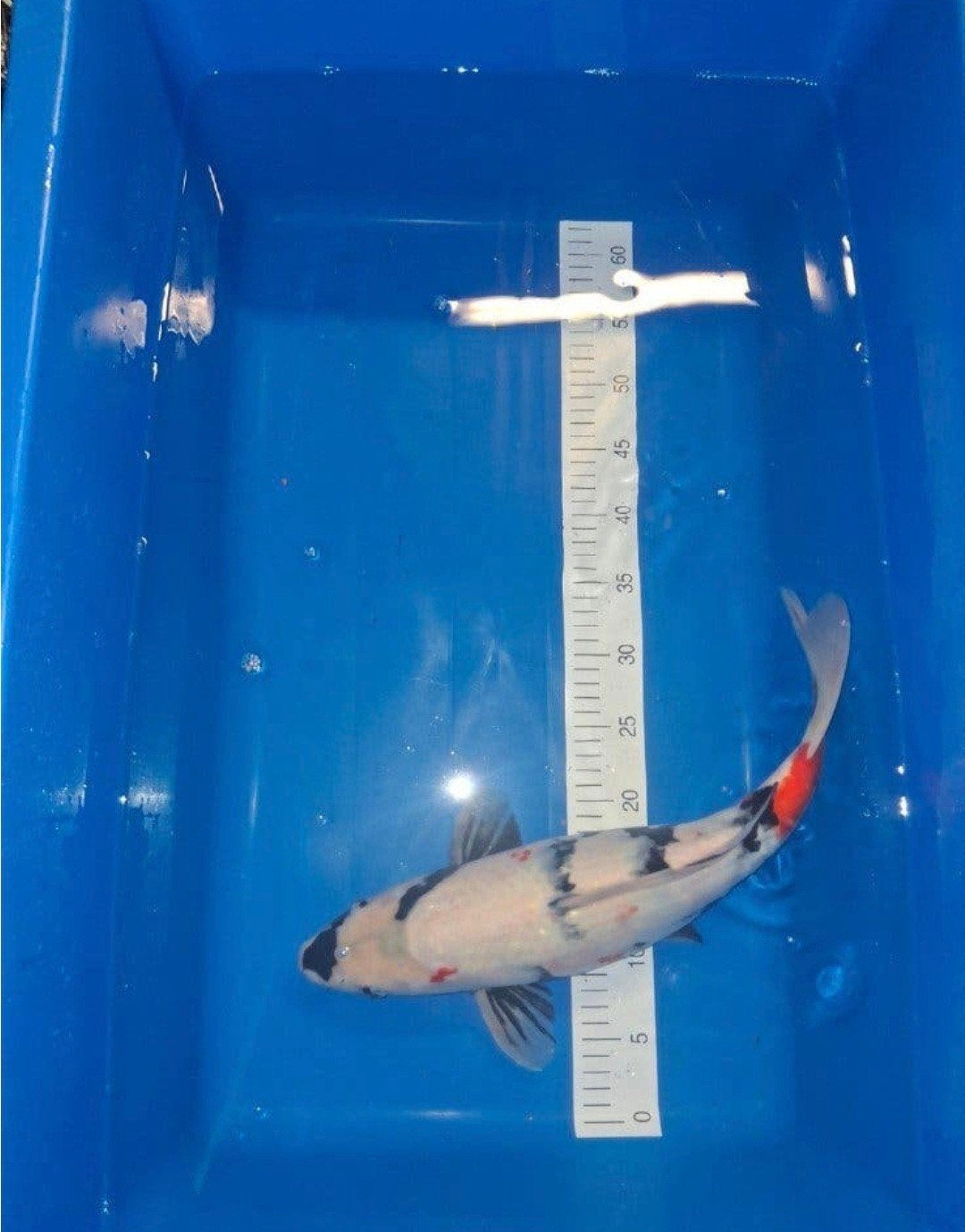 Koi., Karper of Koi