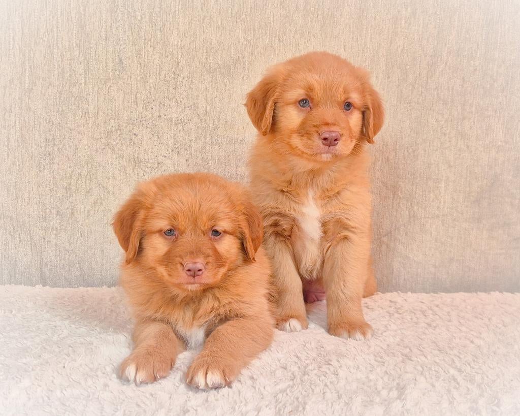 Schitterende, lieve enthousiaste raszuivere Toller pups!, Dieren en Toebehoren, Honden | Retrievers, Spaniëls en Waterhonden, Parvo