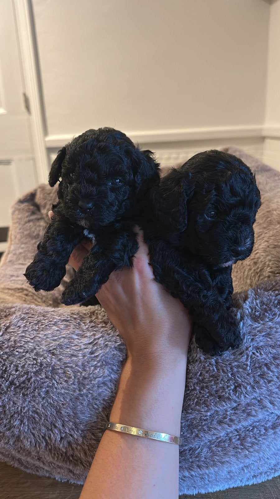 Mini labradoodle reutjes, Dieren en Toebehoren, Reu, 8 tot 15 weken, CDV (hondenziekte), Meerdere