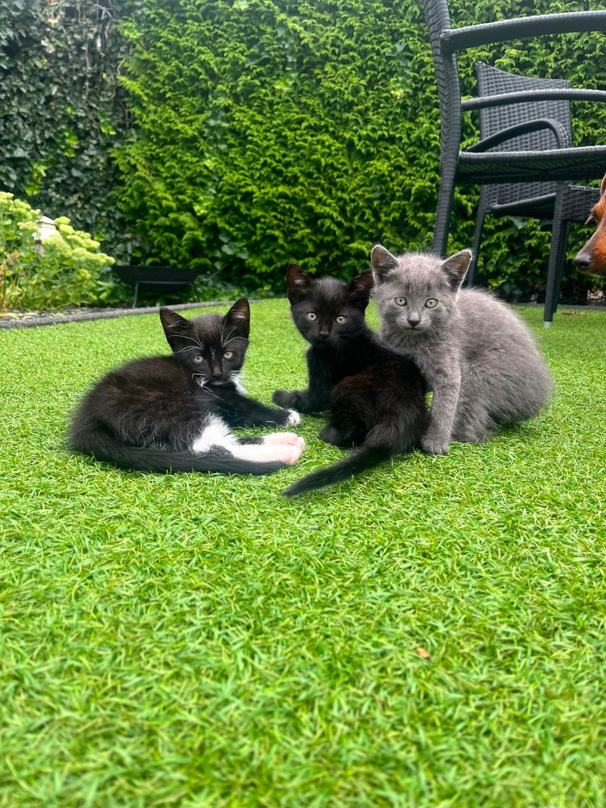 Op zoek naar een gouden mandje, Dieren en Toebehoren, Meerdere dieren