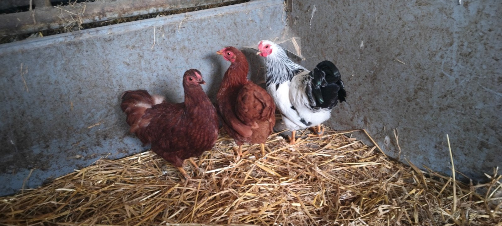 Te koop trio wyandotte kriel kippen., Meerdere dieren, Kip