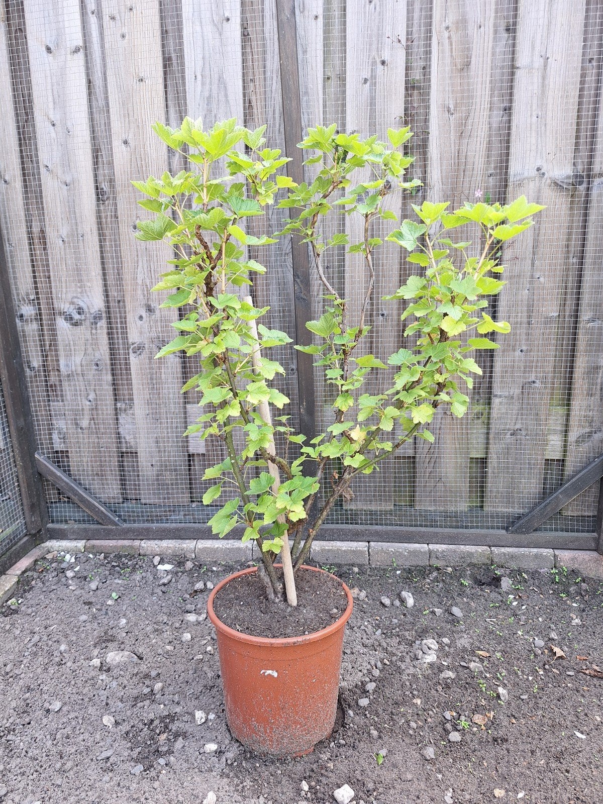 Aalbes plant in pot - Rode bessen, Ophalen, Vaste plant, Fruitplanten, Volle zon