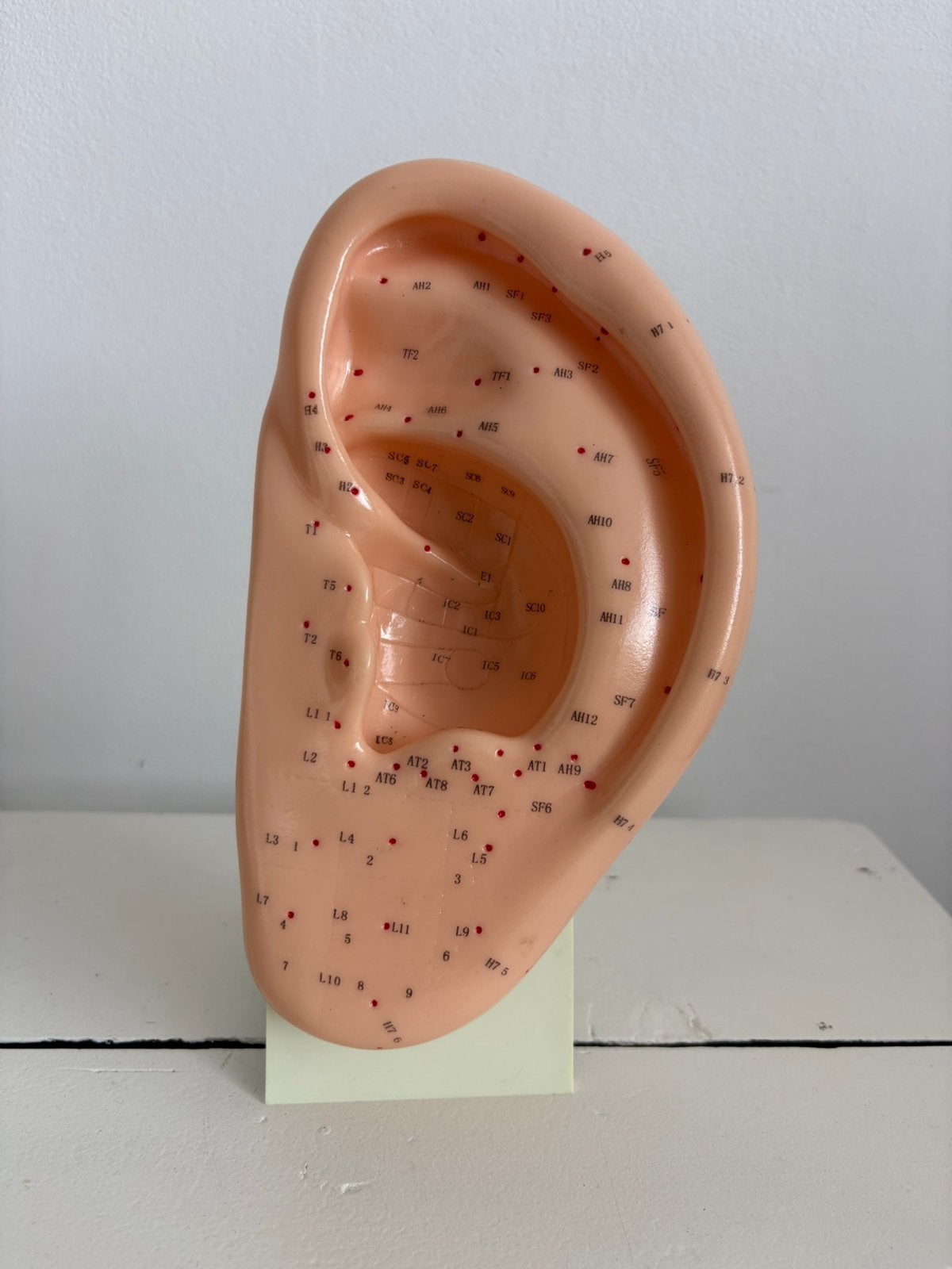 Acupunctuur model oor, acupuntuurmodel, Ophalen of Verzenden, Gebruikt