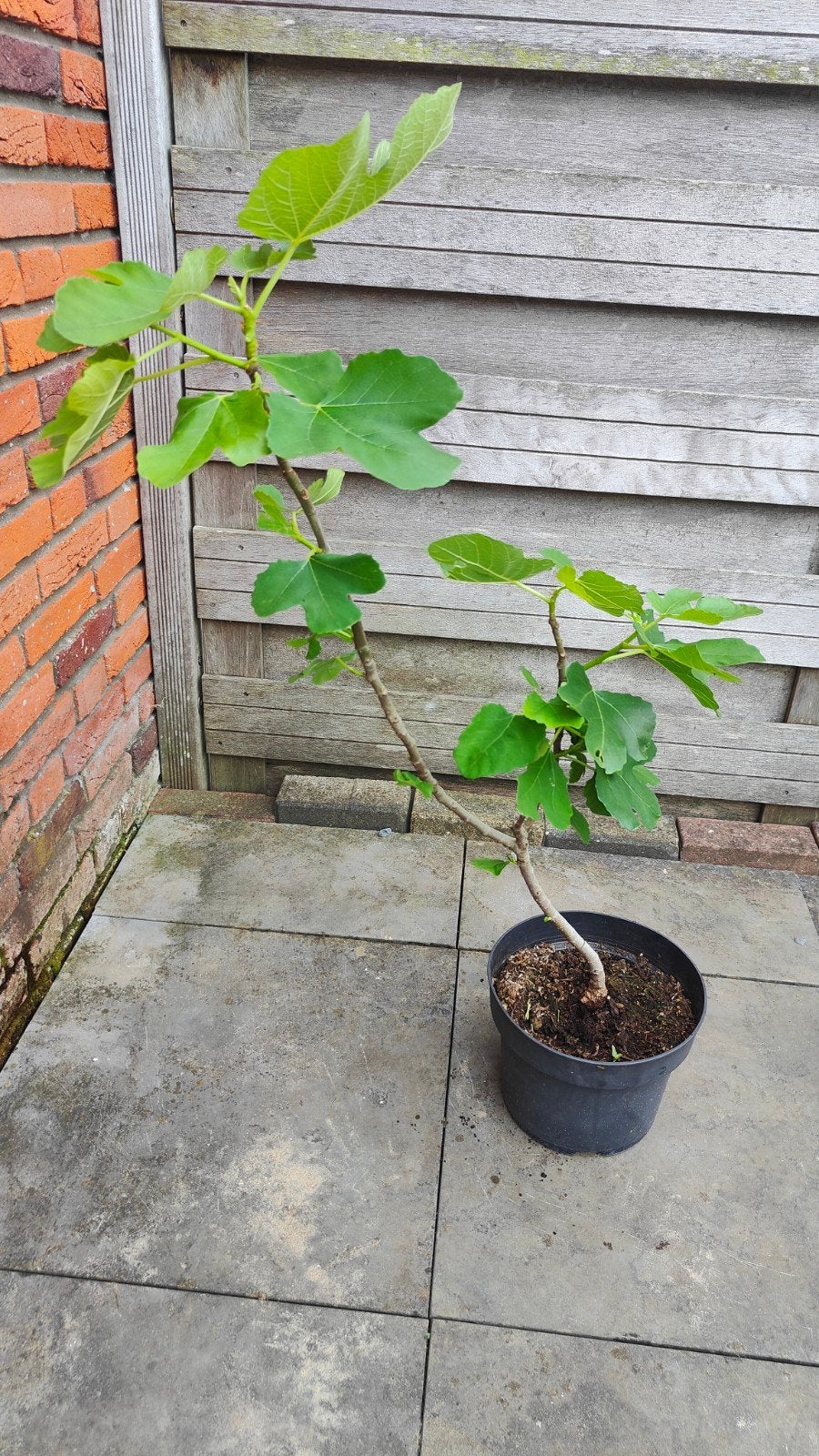 Vijgenboom 85cm(Ficus carica) Brown Turkey, Ophalen, Minder dan 100 cm, Vijgenboom