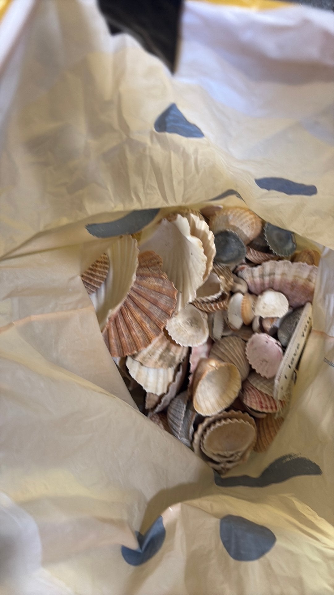 Schelpen diverse grote, Dieren en Toebehoren, Bijen
