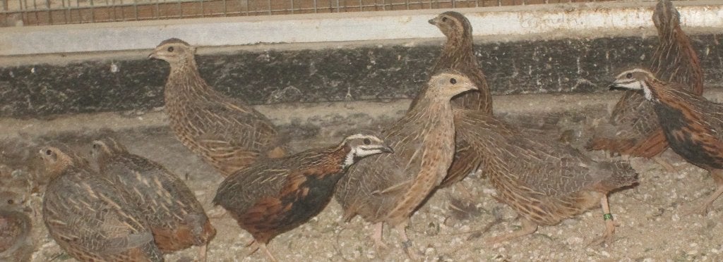 harlekijnkwartels, Dieren en Toebehoren, Meerdere dieren, Overige soorten