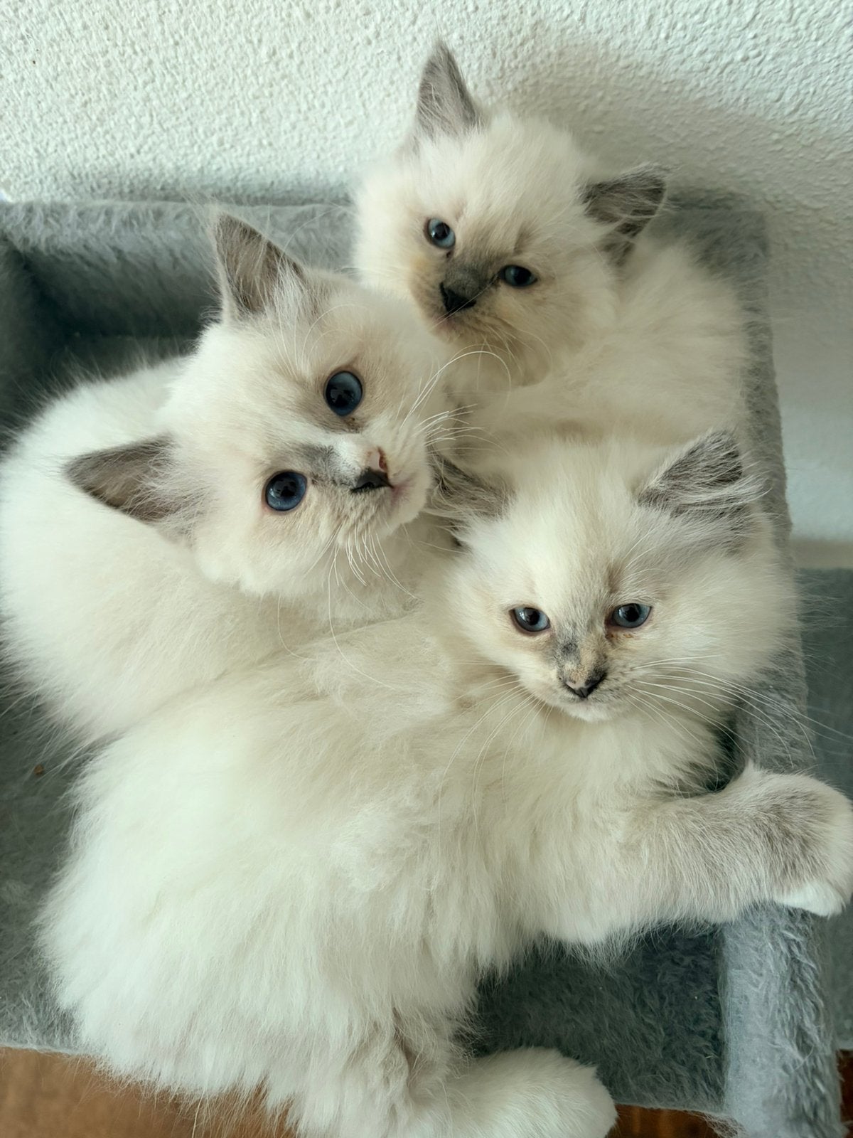 6 ragdoll kittens, 1 poesje en 5 katertjes vanaf €800, Meerdere dieren, Ontwormd, 0 tot 2 jaar