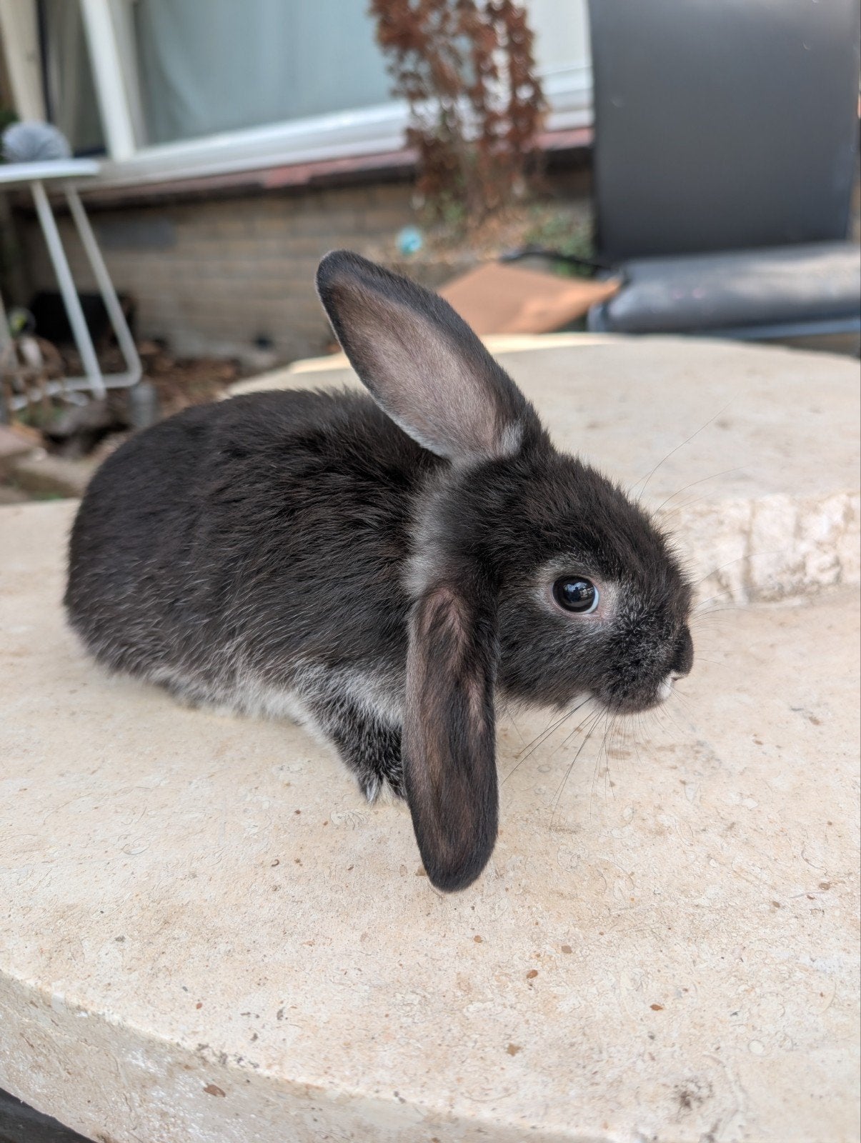 5 week black rabbit gratis, Dieren en Toebehoren, Konijnen, Mannelijk, Dwerg