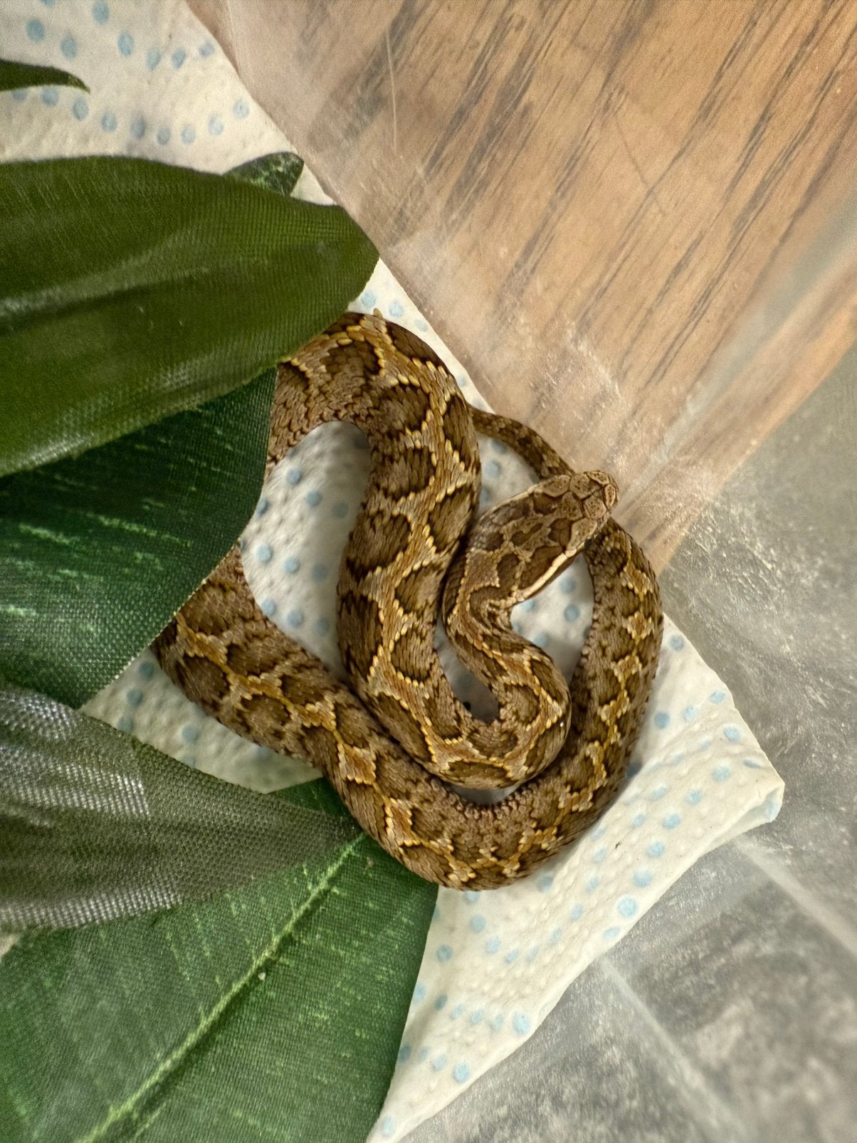 Gloydius brevicauda, Dieren en Toebehoren, Reptielen en Amfibieën, 0 tot 2 jaar