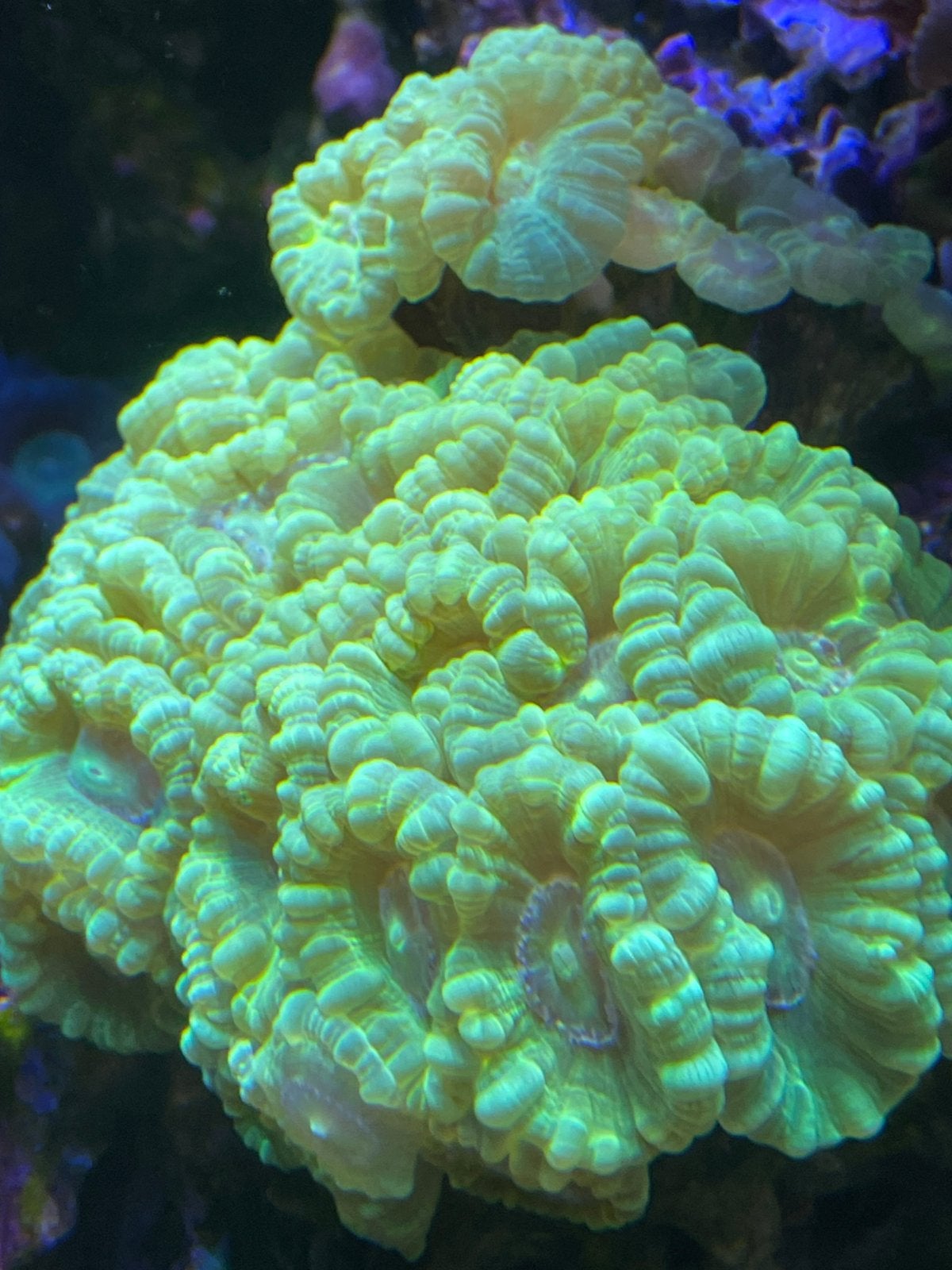 Fluo Caulastrea, Dieren en Toebehoren, Vis, Zoutwatervis