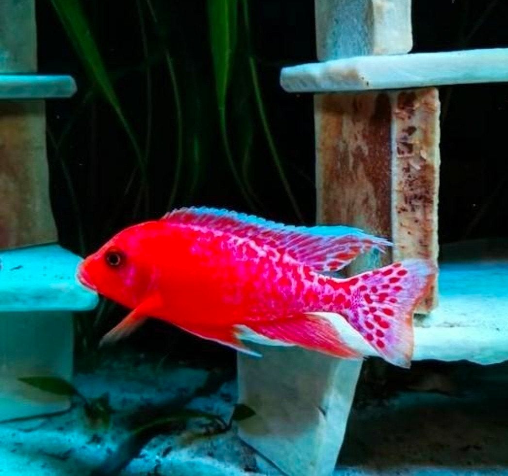 Aulonocara Firefish Dragon Blood Kweekgroep!!!, Vis