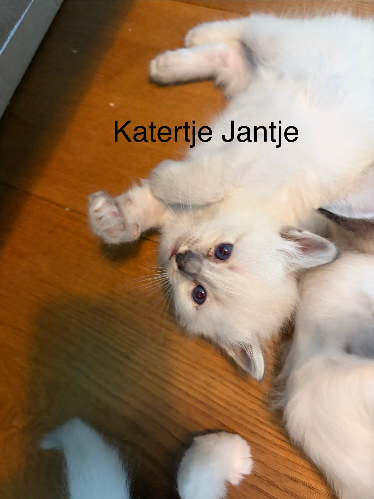 Mooie sociale Heilige Birmaan kittens (katertjes)!, Kater, Ontwormd, 0 tot 2 jaar