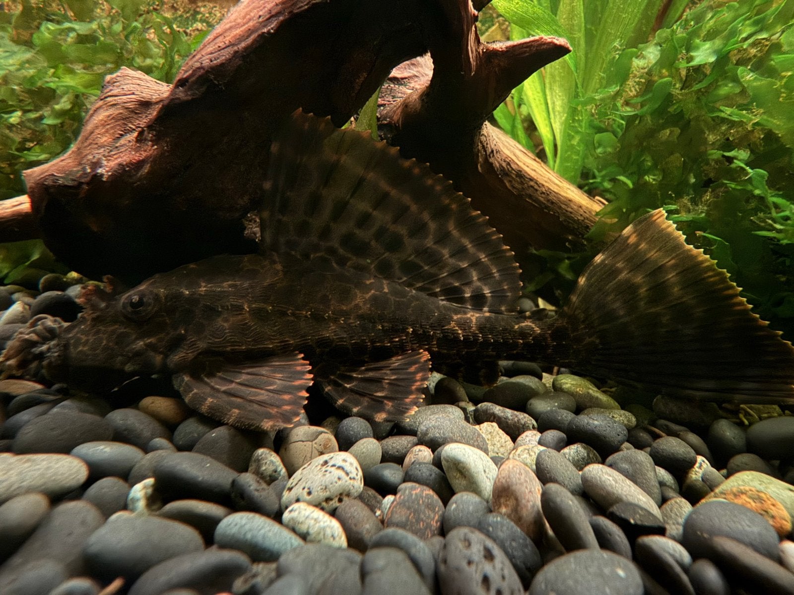 Hypostomus plecostomus, Vis