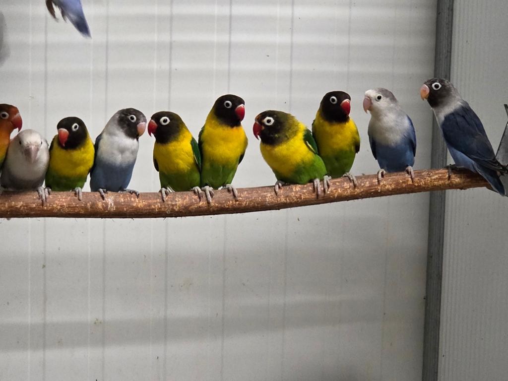 Diverse agapornissen, Dieren en Toebehoren, Meerdere dieren, Dwergpapegaai of Agapornis