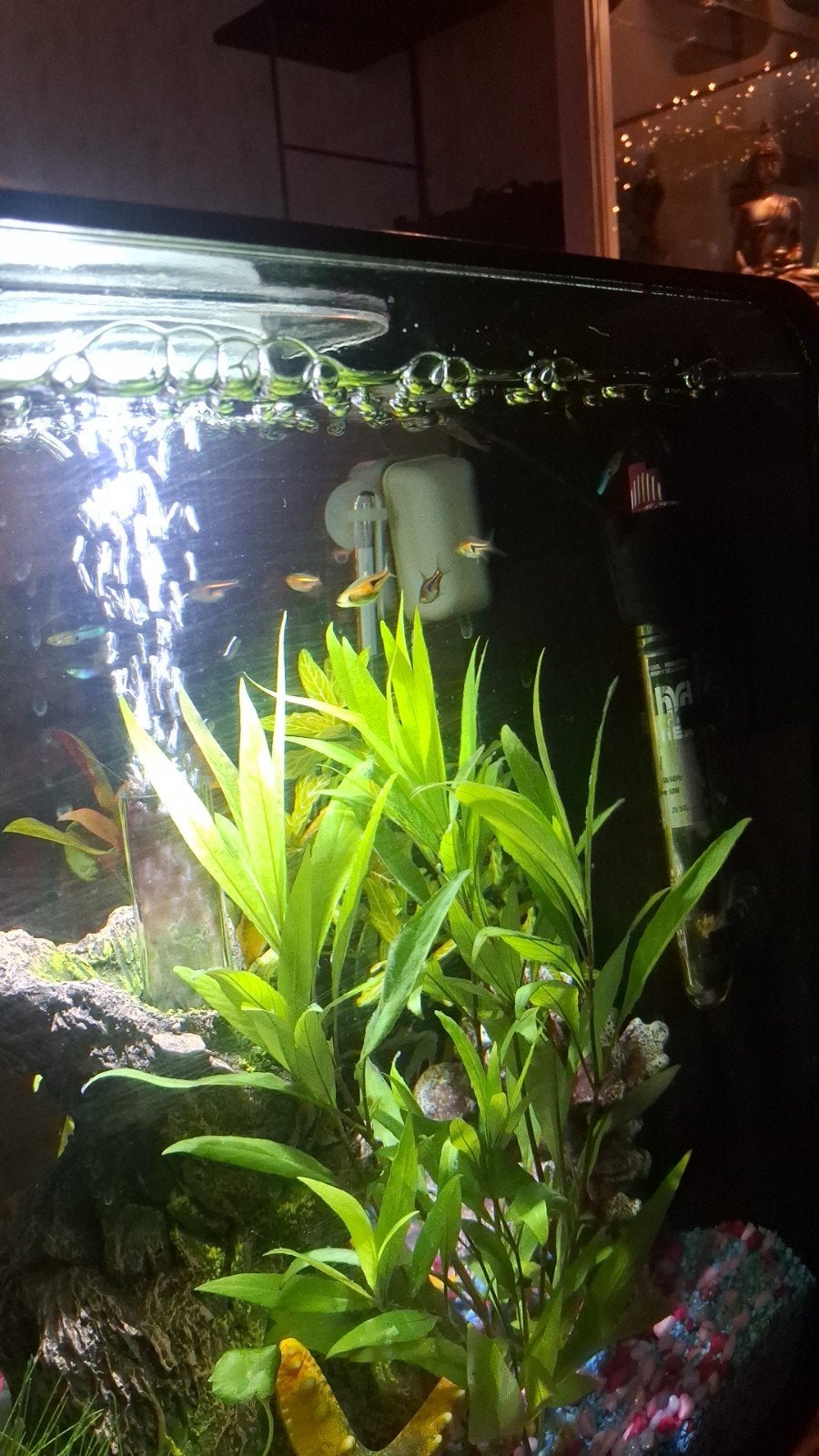 aquarium biorb Flow 30 LED, Gebruikt, Leeg aquarium, Superfish, Ophalen