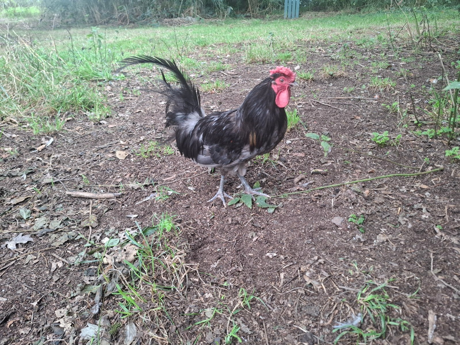 Kippenopvang zoekt goede plek voor leuke fline krielhaan!, Dieren en Toebehoren, Pluimvee, Mannelijk, Kip