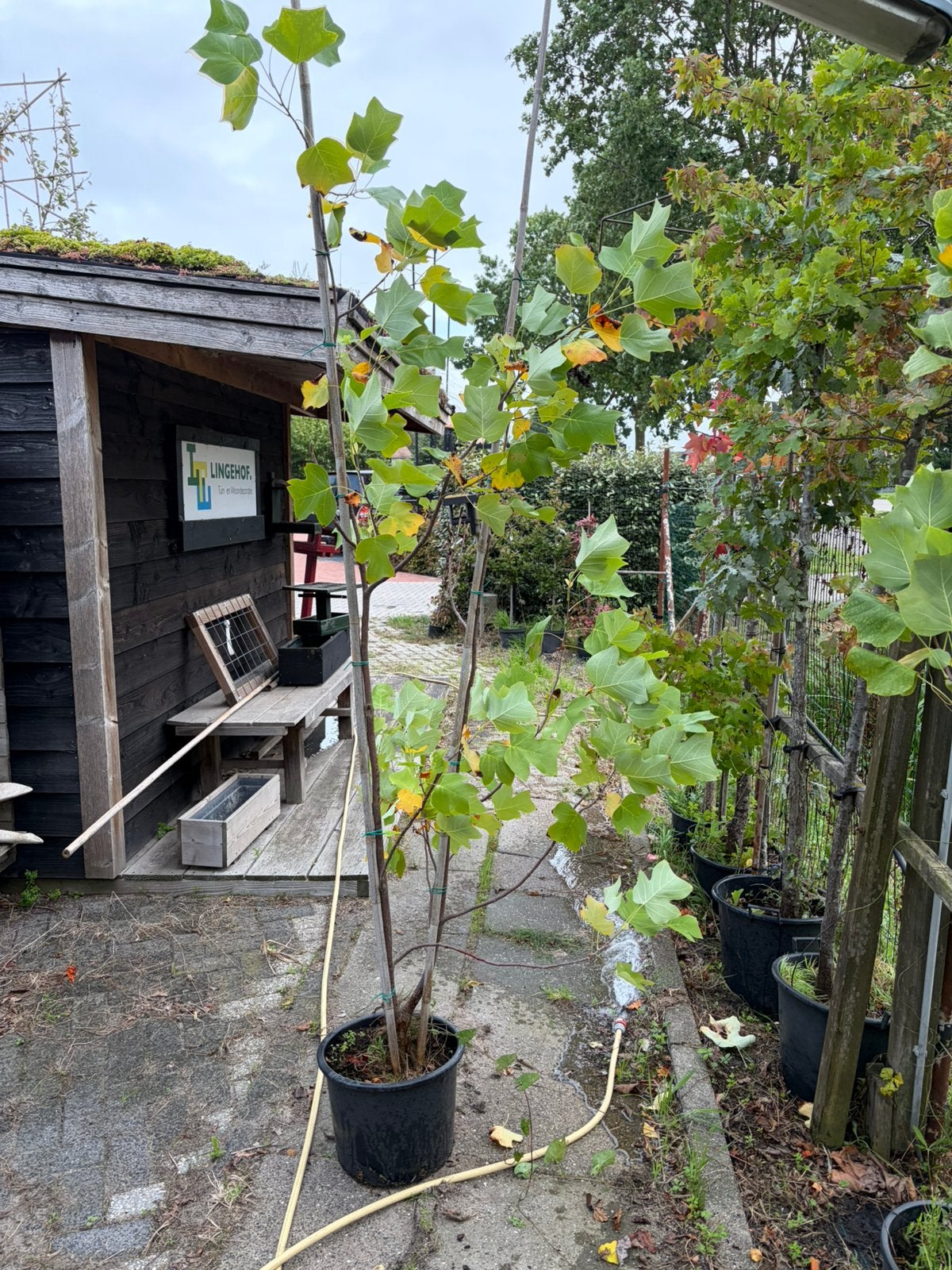 Tulpen boom meerstam € 45,00, Bloeit niet, Overige soorten, 100 tot 250 cm, Ophalen