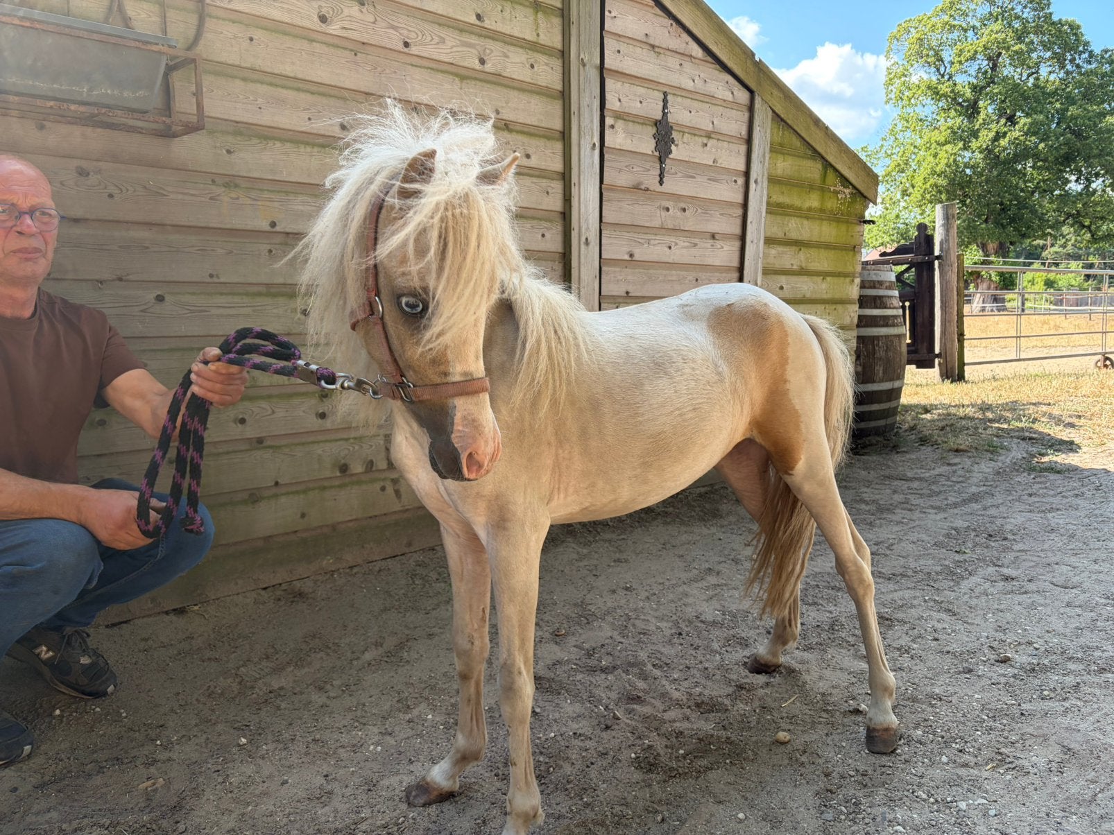 Diverse leuke brave pony’s, Ruin, Minder dan 160 cm, 3 tot 6 jaar