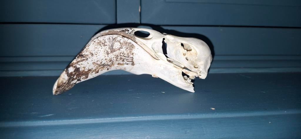 Schedel dwergflamingo, Verzamelen, Dierenverzamelingen, Ophalen of Verzenden