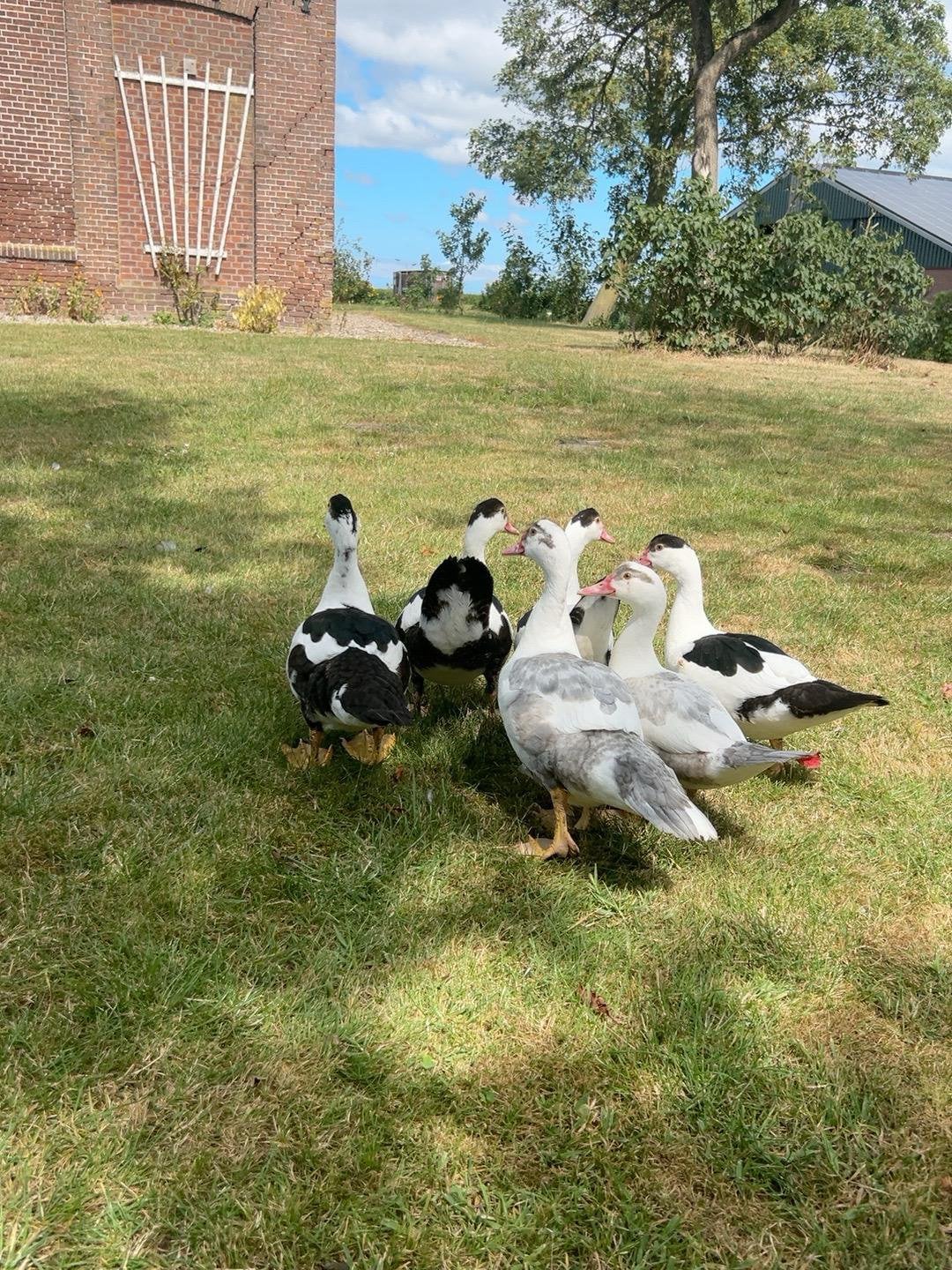 Jonge Muskus eenden, Meerdere dieren, Eend
