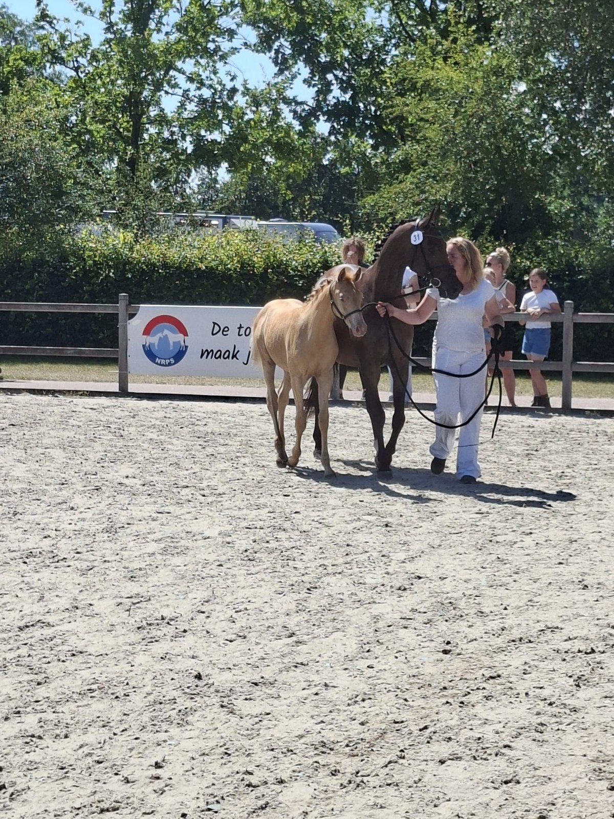 Unieke cremello stermerrie NRPS en volbloed Arabier merrie, Merrie, Met stamboom, Dressuurpaard, Zadelmak