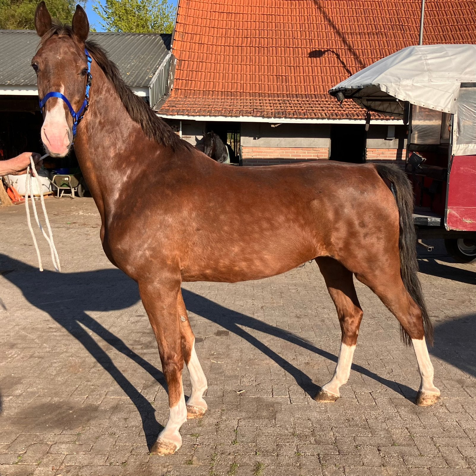 Tuigpaard ruin 9 jaar, Ruin, 7 tot 10 jaar, Met stamboom, 160 tot 165 cm