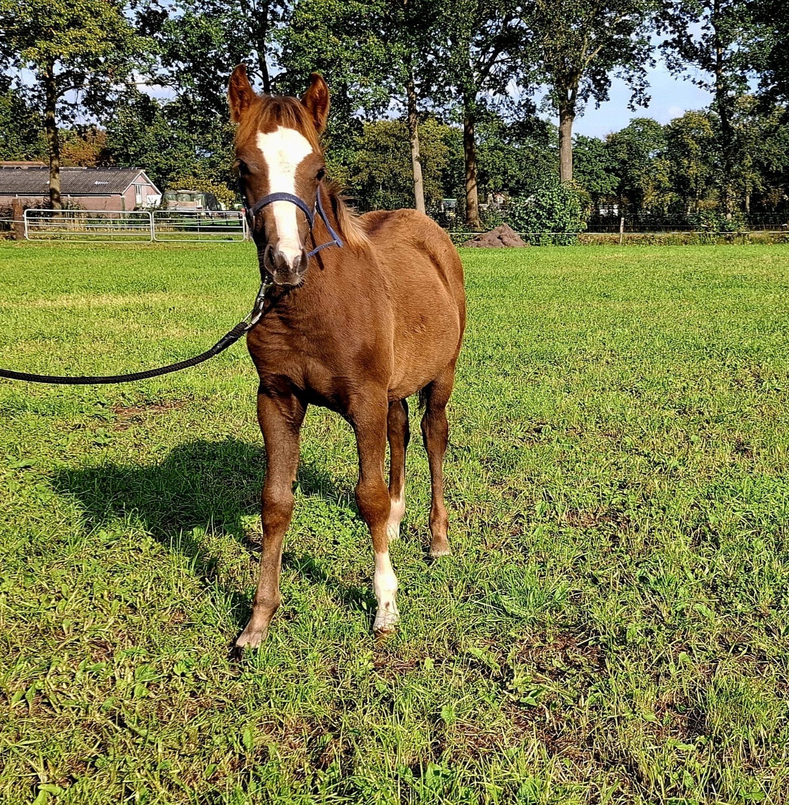 welsh c hengstveulen te koop, Dieren en Toebehoren, Hengst, Niet van toepassing, Gechipt, 0 tot 2 jaar