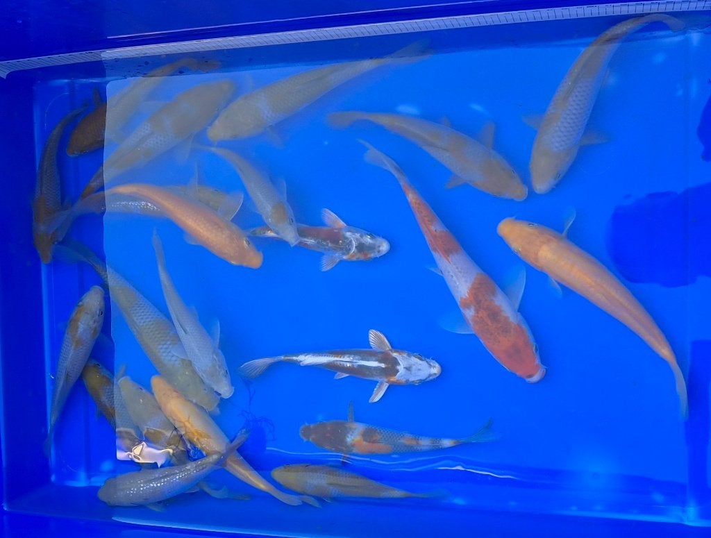 Jonge Japanse koi 15-25cm, Karper of Koi