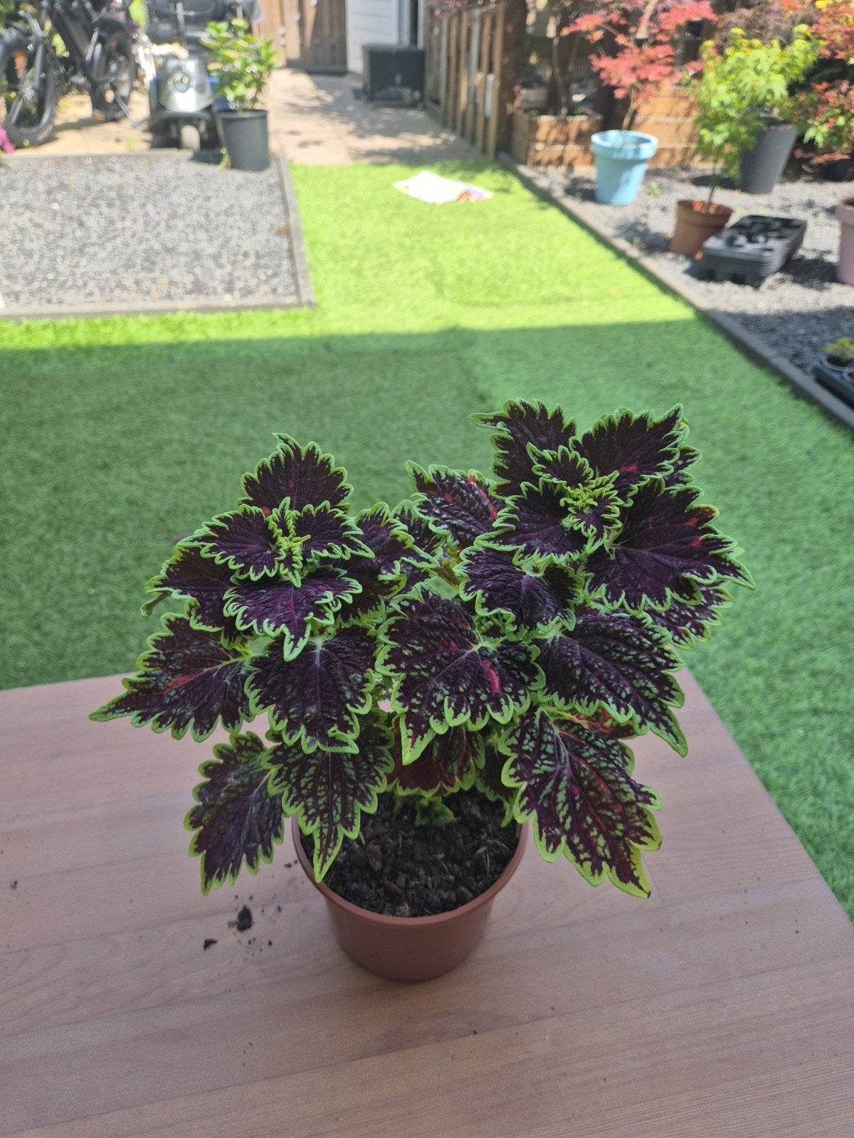 20+ soorten Coleus planten – diverse kleuren en maten vanaf, Ophalen, Nieuw