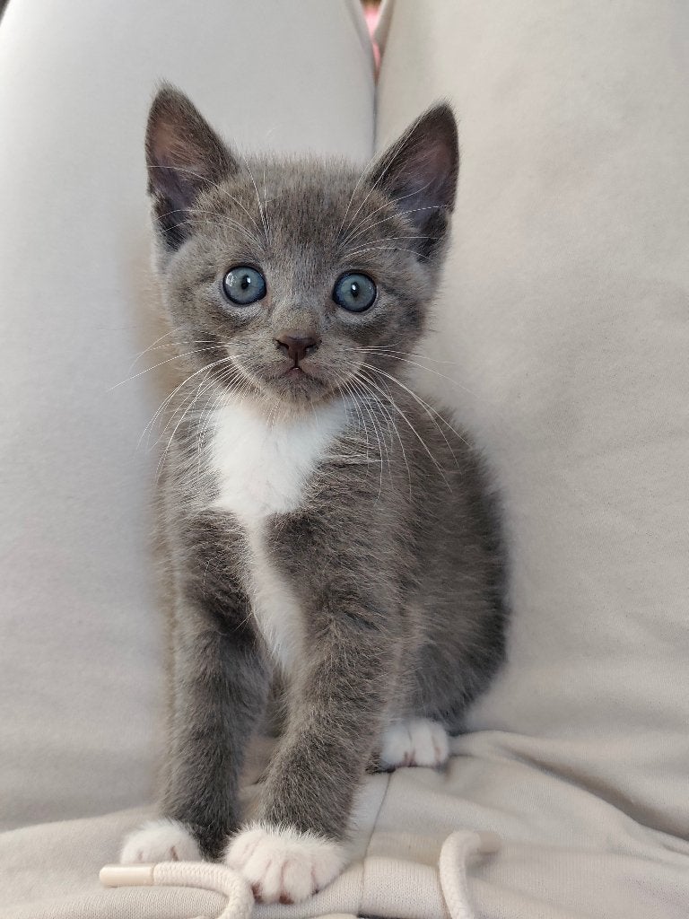 Ragdoll X Blauwe rus kittens, Poes, Gechipt, 0 tot 2 jaar