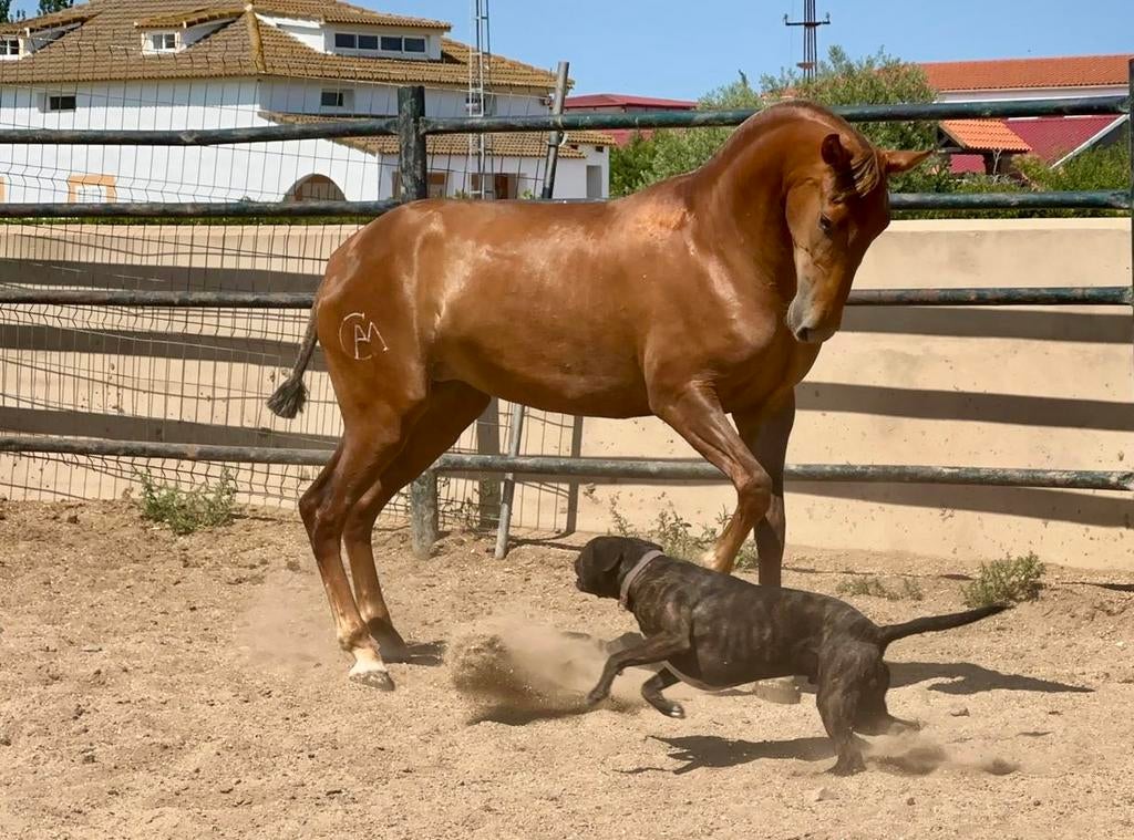 Meerdere PRE Andalusier met Carta te koop, Dieren en Toebehoren, Meerdere dieren, Dressuurpaard, Met stamboom, 0 tot 2 jaar