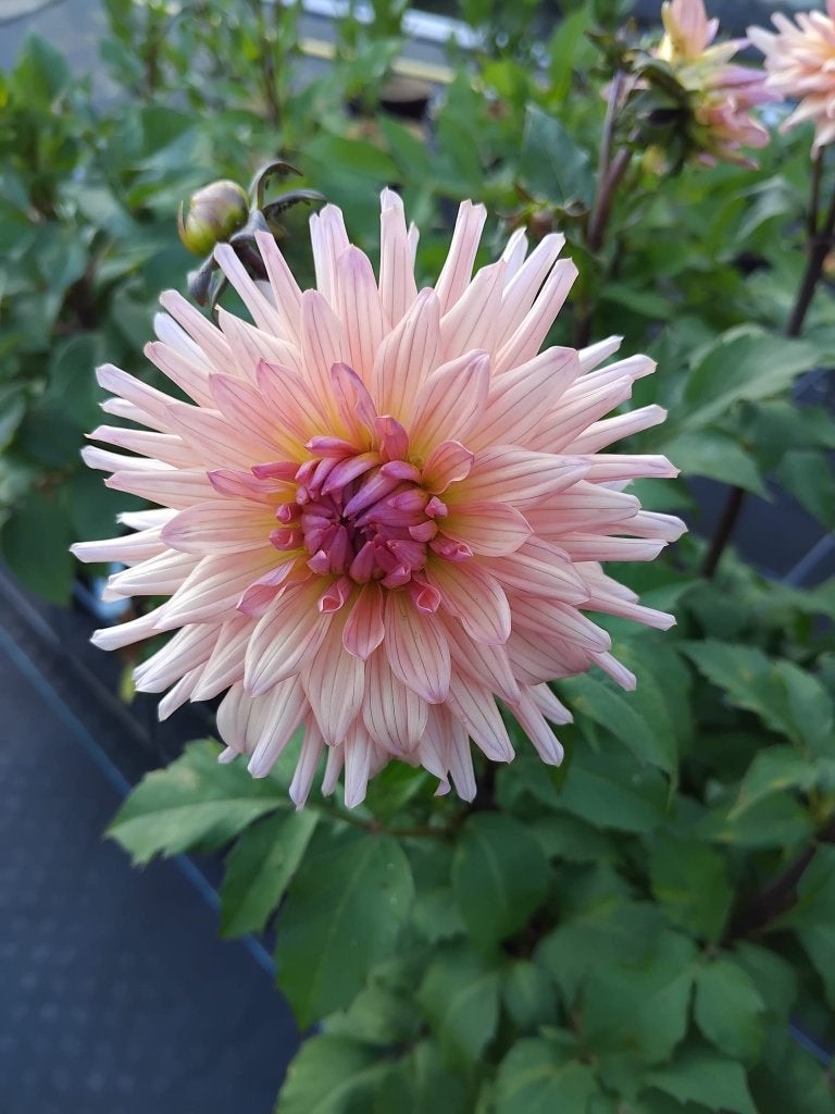 dahlia, Ophalen, Overige soorten, Volle zon