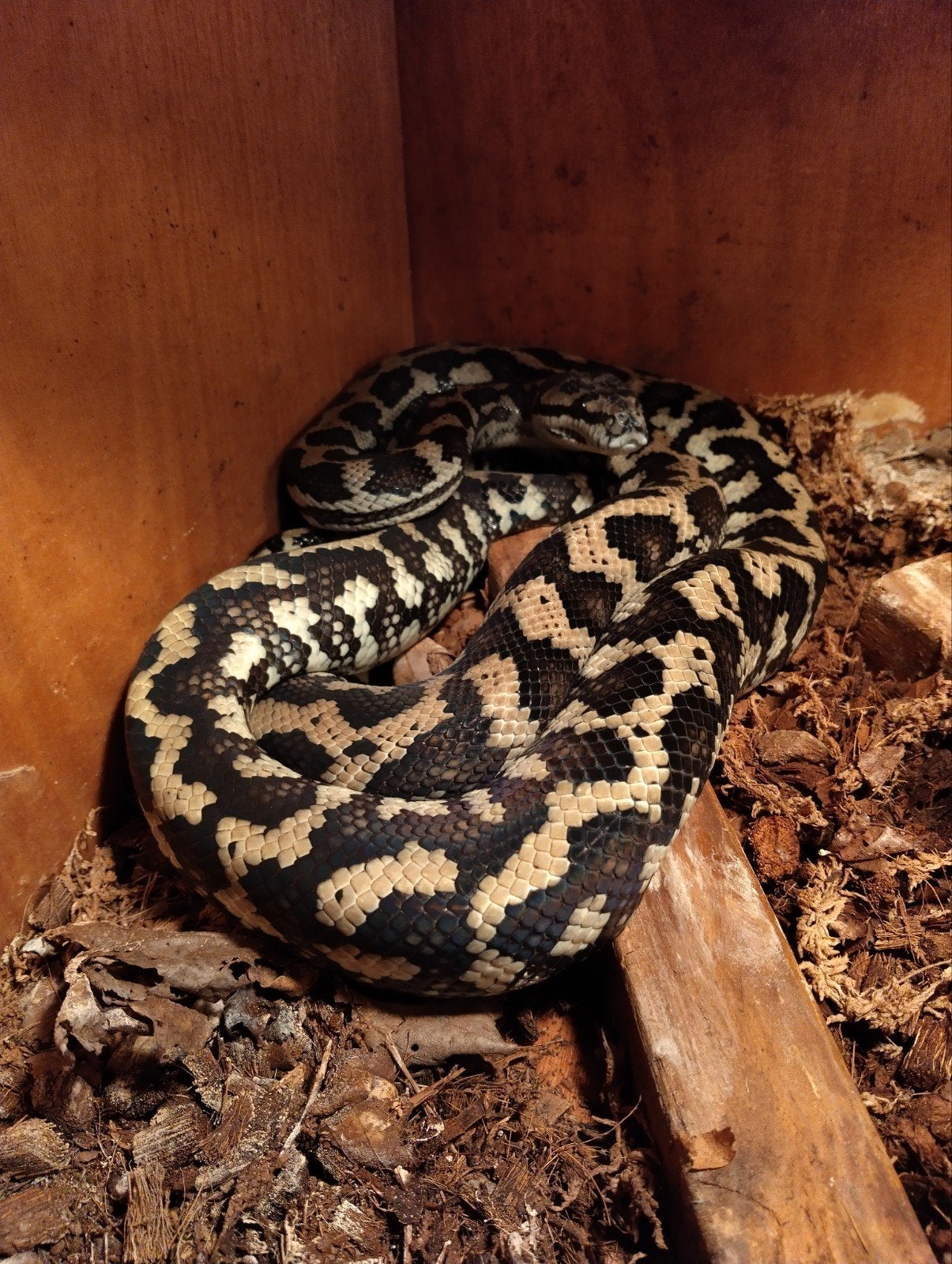 tapijtpythons aangeboden Carpet Python photo 4