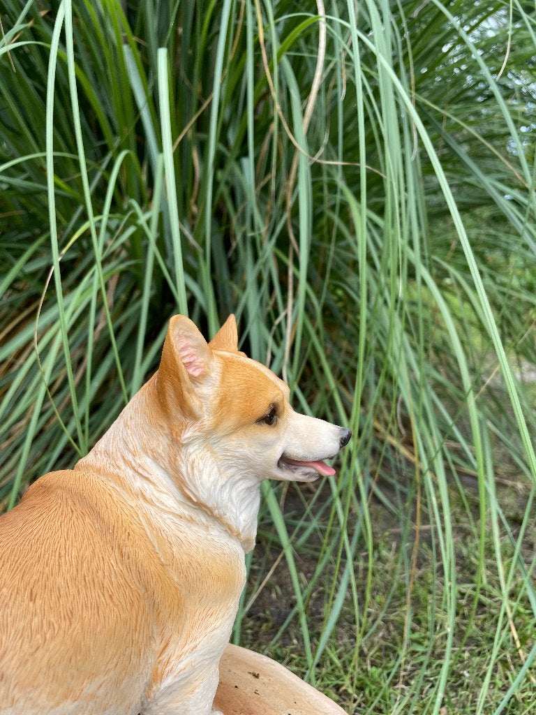 Tuinbeeld Welsh Corgi hond zittend, gazon, tuin 50cm, Ophalen of Verzenden, Nieuw, Kunststof, Dierenbeeld