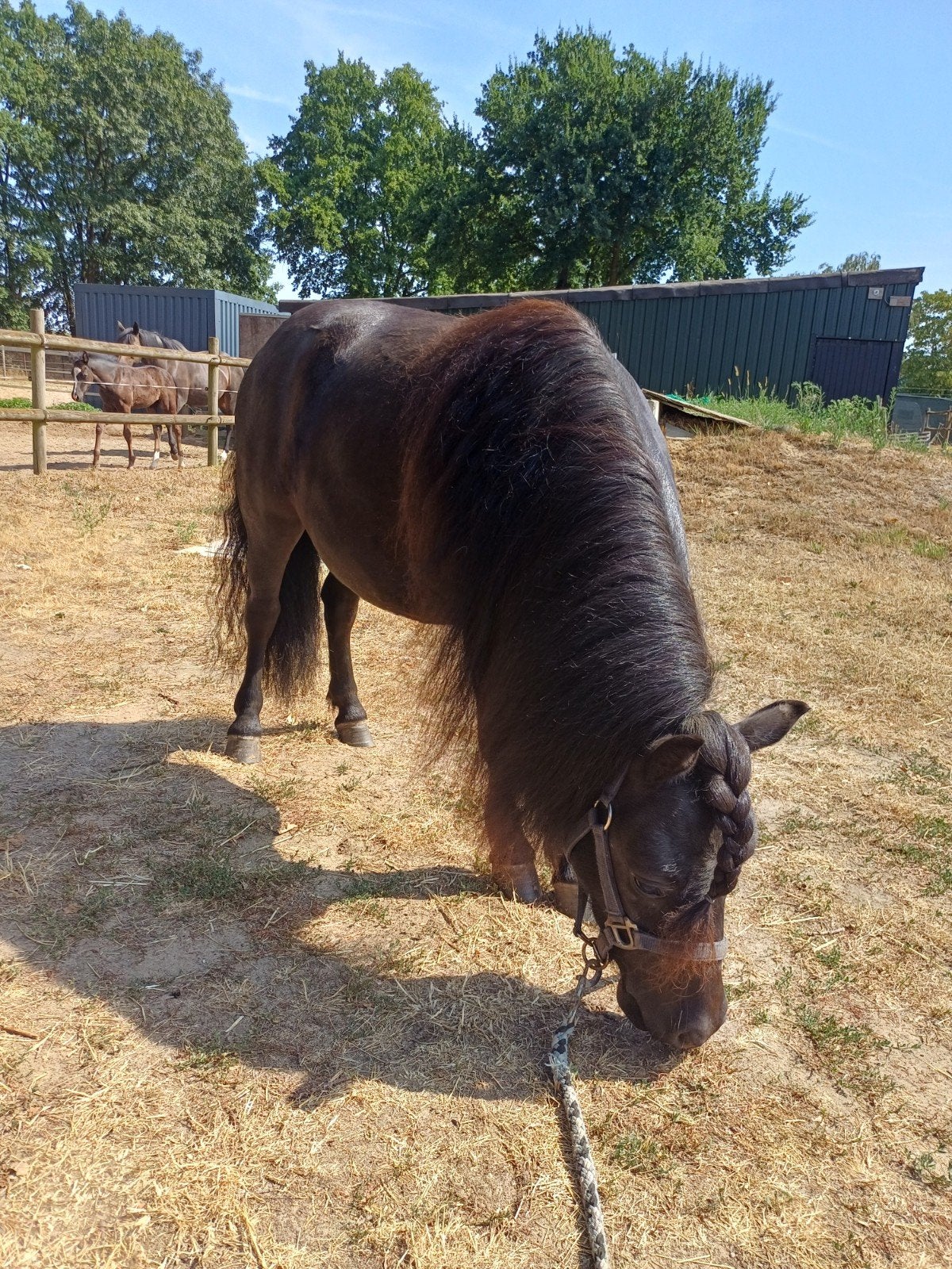 Foto 9 van 2 brave shetlander ruintjes! 🩵🩵 2 jaar oud
