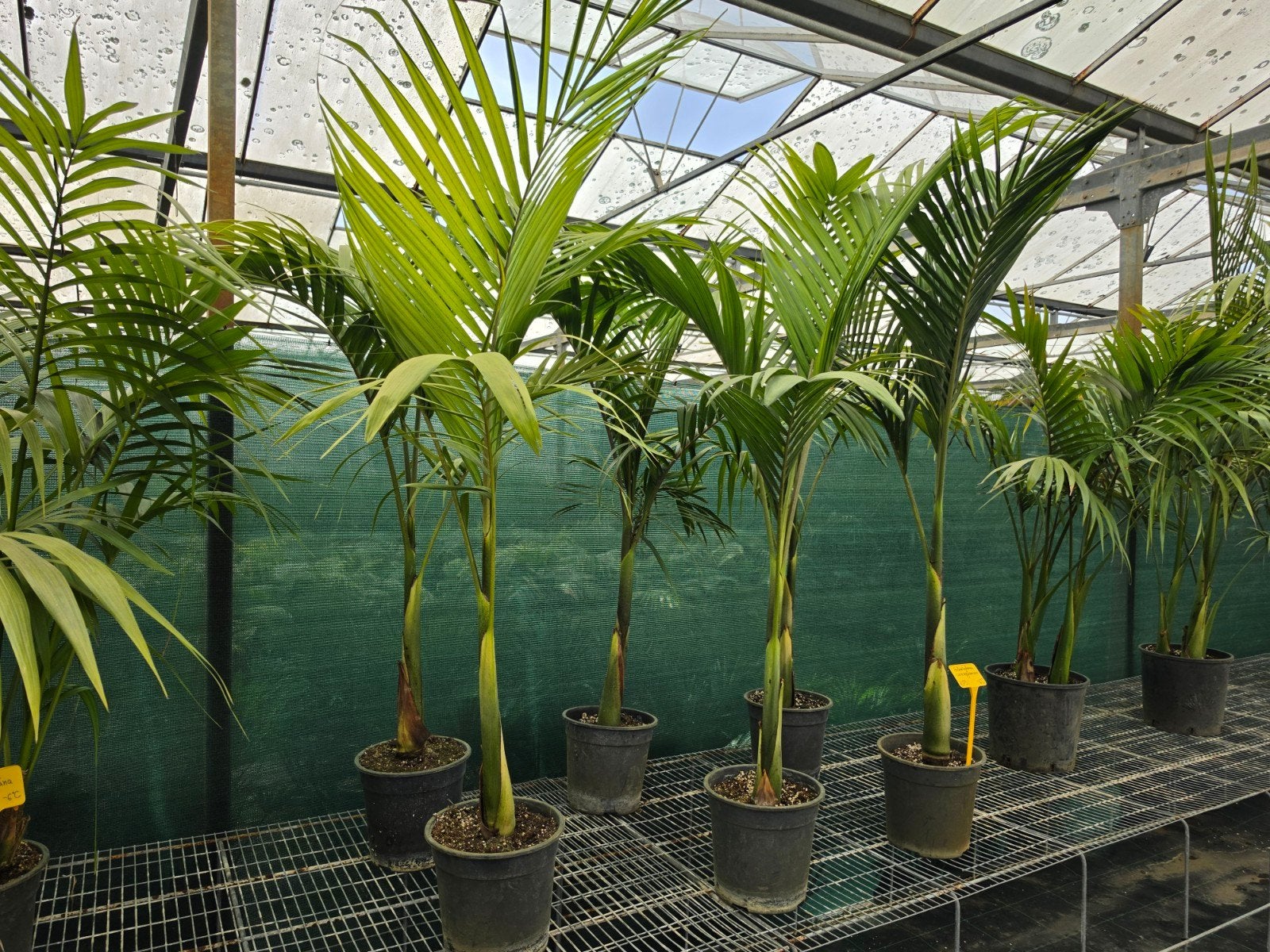 Archontophoenix cunninghamiana palmboom, Ophalen, Overige soorten, Volle zon