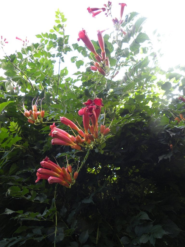 Prachtige klimmer  CAMPSUS in pot 125cm., Volle zon, Vaste plant, Zomer, Ophalen