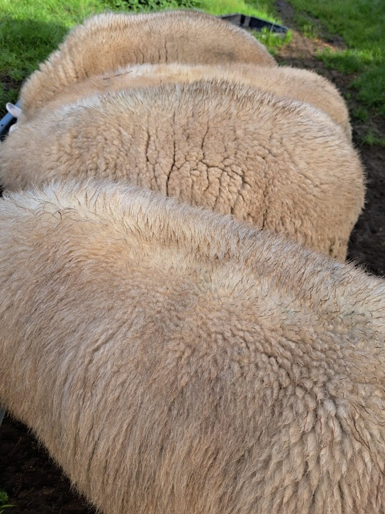 Swifter stamboekram  dekram  ARR/ARR  zwoegervrij, Dieren en Toebehoren, Mannelijk, Schaap, 0 tot 2 jaar