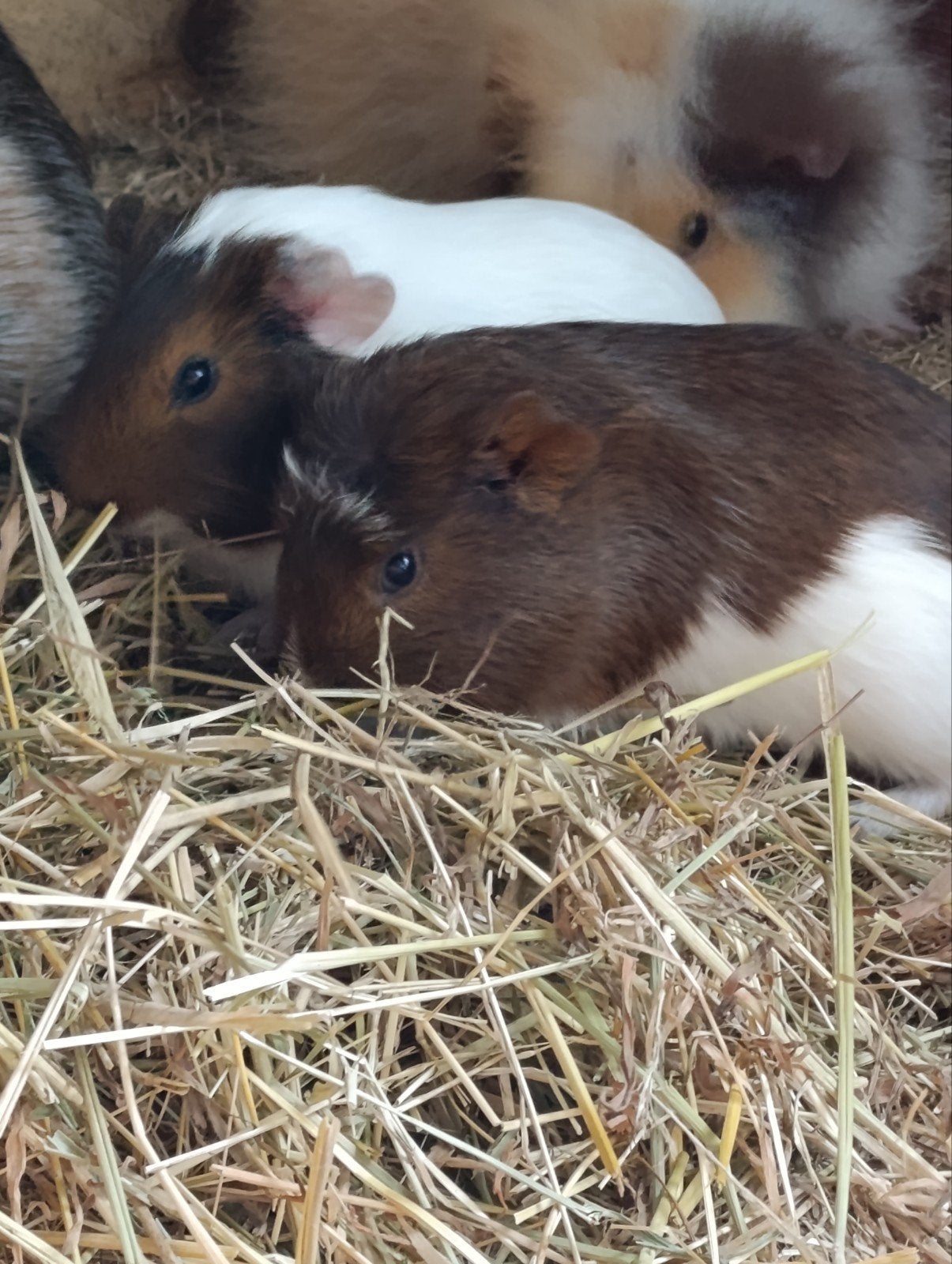 Jonge cavia's, Dieren en Toebehoren, Knaagdieren, Mei, Meerdere dieren, Cavia