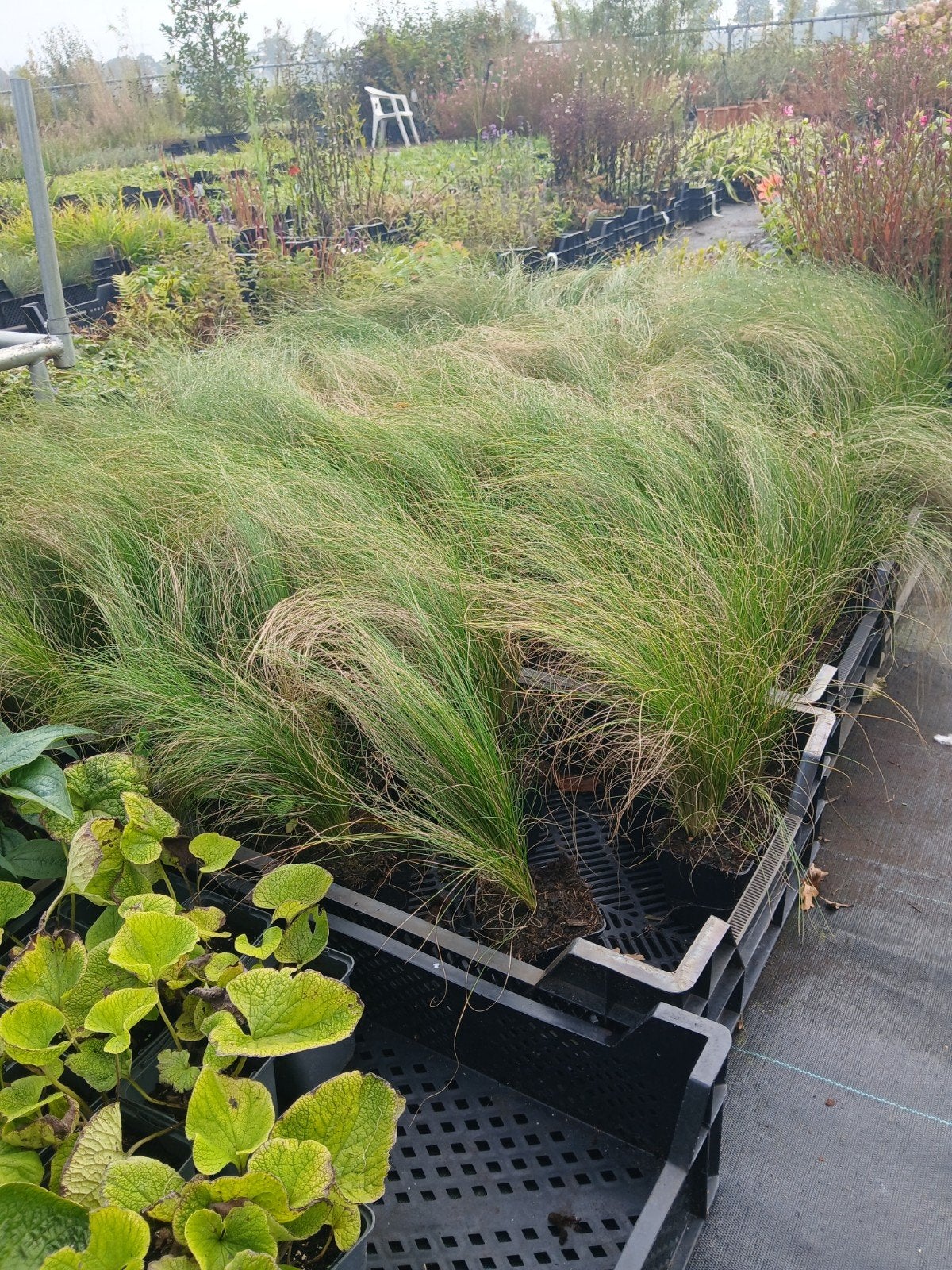 Stipa Ponytails Vedergras - vanaf 1.25 euro per stuk, Tuin en Terras, Ophalen of Verzenden