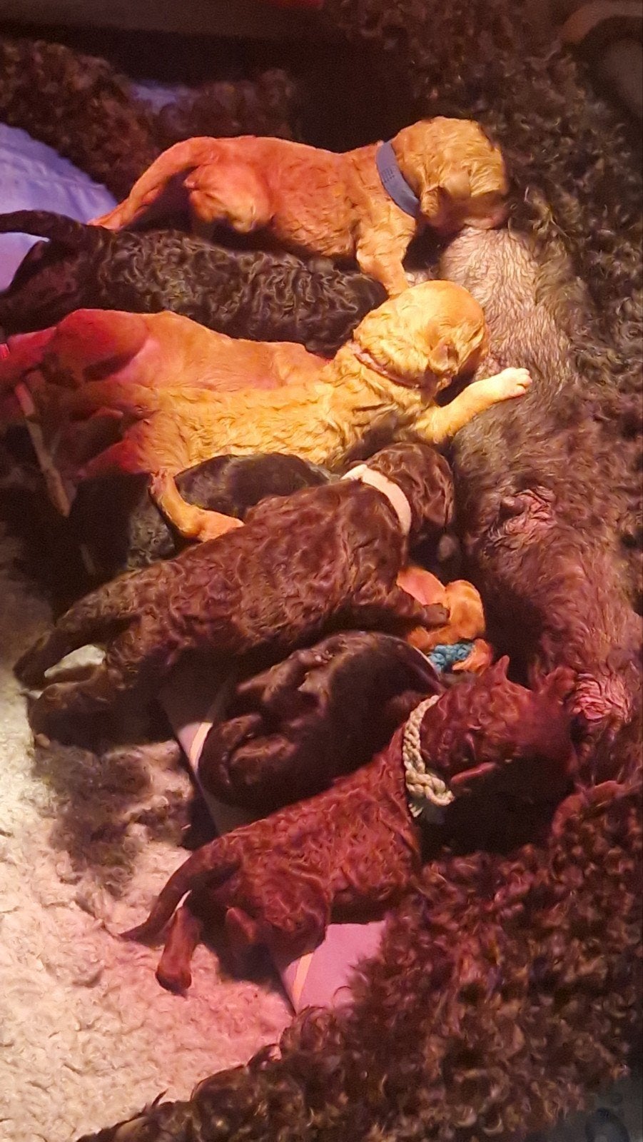 Labradoodle pups  puppies, 8 tot 15 weken, Meerdere, Meerdere dieren, Middel