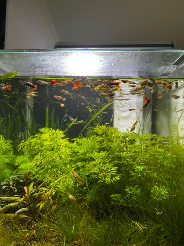 Baby guppen, Dieren en Toebehoren, Ophalen, Nieuw, Plant(en), Steen of Hout