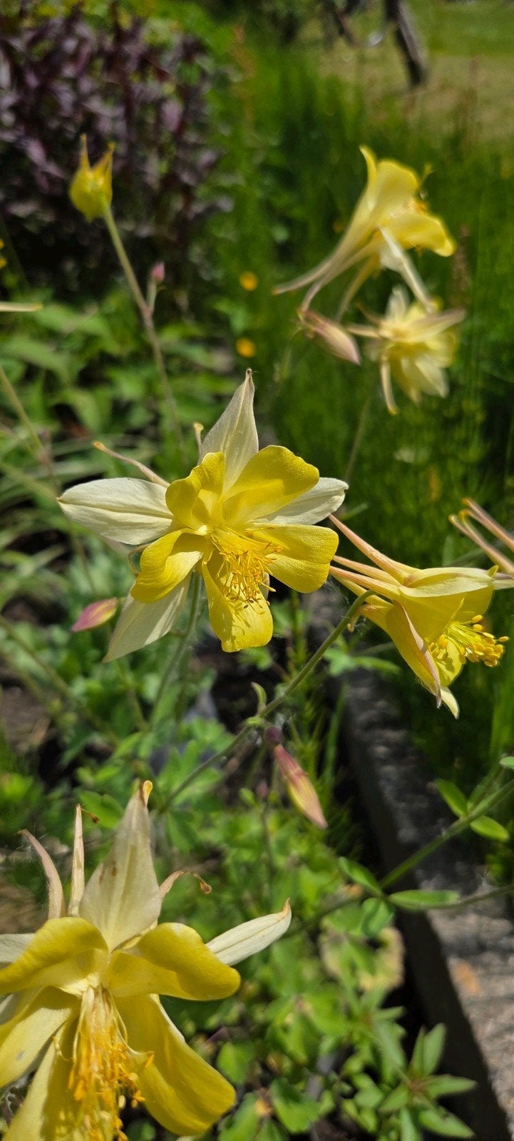 Aquilegia mix.zaden, Akelei, Ophalen of Verzenden, Volle zon